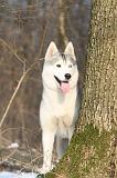SIBERIAN HUSKY 163